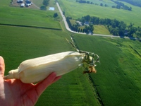 Flying With Crops!